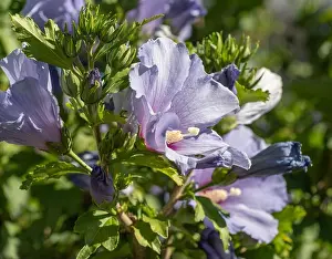 Violet Blue Prints: Color outdoor natural floral close up of light blue violet purple hibiscus blossoms on a green bush