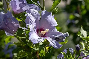 Violet Blue Prints: Color outdoor natural floral close up of light blue violet purple hibiscus blossoms on a green bush