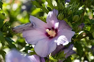 Pedicel Prints: Color outdoor natural floral close up of pink purple hibiscus blossoms on a green bush