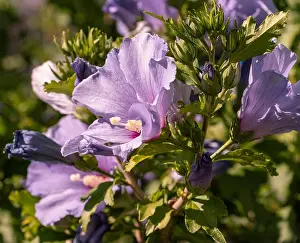 Pedicel Prints: Color outdoor natural floral close up of pink purple hibiscus blossoms on a green bush