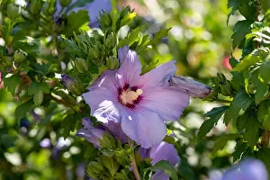 Pedicel Prints: Color outdoor natural floral close up of pink purple hibiscus blossoms on a green bush