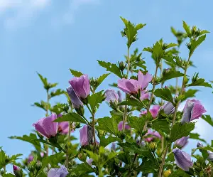 Color outdoor natural floral close up of violet hibiscus blossoms, buds on a bush, green leaves, sunny day with blue sky
