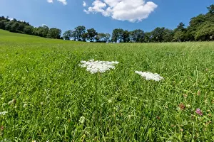 Wild Carrot Prints: Color outdoor nature closew up of two green white wild carrot / daucus carota flowers on natural blurred hilly