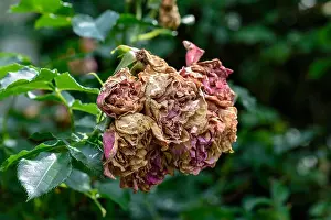 Fading Prints: Color outdoor nature flower image of a bunch of fading rose blossoms on natural blurred green background