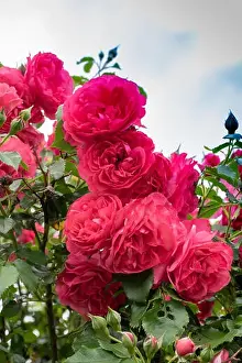 Scrub Prints: Color outdoor nature flower image of a bush of red and violet blooming roses with buds and green leaves