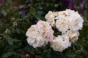 Fading Prints: Color outdoor nature flower image of a fading lush bunch white pink rose blossoms on natural blurred green background