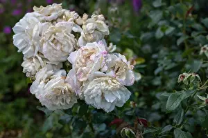 Fading Prints: Color outdoor nature flower image of a fading lush bunch white pink rose blossoms on natural blurred green background