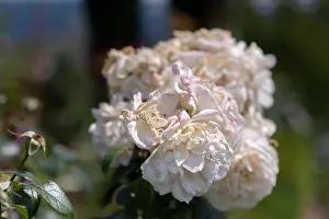 Fading Prints: Color outdoor nature flower image of a fading lush bunch white pink rose blossoms on natural blurred green background