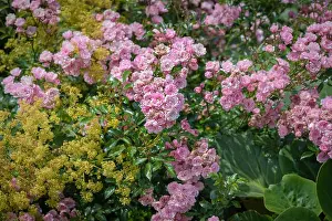Color outdoor nature flower image of a lush shrub of pink rose blossoms with buds