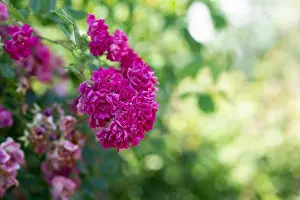 Color outdoor nature flower image of a shrub of pink rose blossoms with buds