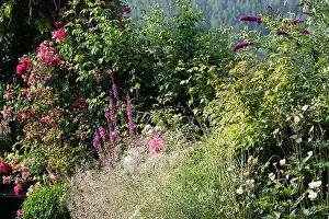 Color outdoor nature image of a garden with blooming flowers