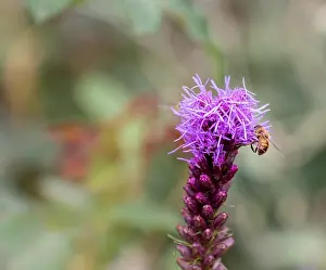 Blazing Star Prints: Color outdoor nature image of a single isolated violet liatris / blazing star blossom with a bee full of pollen