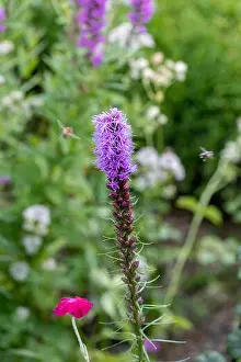 Color outdoor nature image of a single violet liatris / blazing star blossom