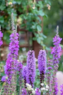 Blazing Star Prints: Color outdoor nature image of violet liatris / blazing star blossoms on natural garden meadow background taken on a