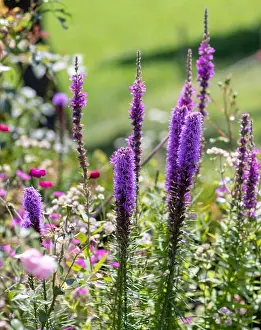 Blazing Star Prints: Color outdoor nature image of violet liatris / blazing star blossoms on natural garden meadow background taken on a