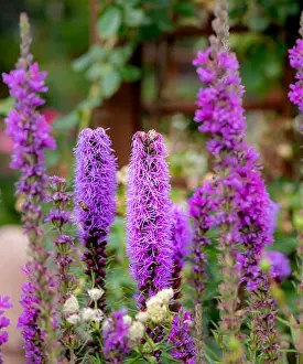 Blazing Star Prints: Color outdoor nature image of violet pink liatris / blazing star blossoms on natural garden meadow background taken