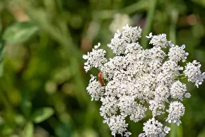 Wild Carrot Prints: Color outdoor nature macro of a green white wild carrot / daucus carota flower blossom with a red beetle