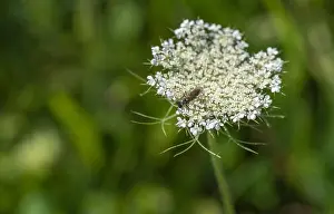 Wild Carrot Prints: Color outdoor nature macro of a green white wild carrot / daucus carota flower blossom with a wasp on natural blurred