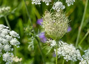 Wild Carrot Prints: Color outdoor nature macro of a green white wild carrot / daucus carota flower blossom with a wasp on natural blurred