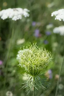 Wild Carrot Prints: Color outdoor nature macro of a green wild carrot / daucus carota flower blossom with buds on natural blurred