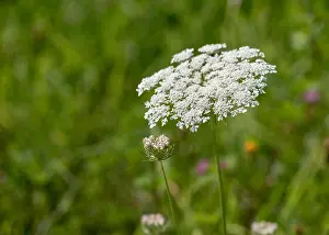 Wild Carrot Prints: Color outdoor nature macro of a pair of green white wild carrot / daucus carota flower blossooms on natural blurred