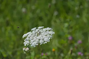 Wild Carrot Prints: Color outdoor nature macro of a white wild carrot / daucus carota flower blossom with a wasp