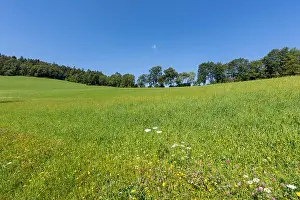 Wild Carrot Prints: Color outdoor nature panoramic image of a meadow with wild carrot/daucus carota and wildflowers