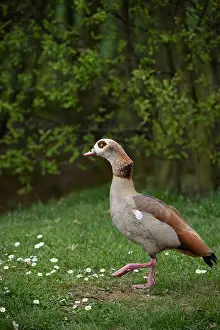 Color outdoor wildlife portrait of a single walking duck on green grass