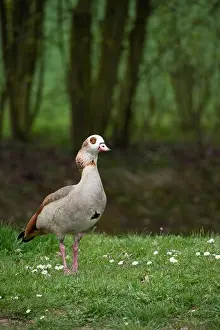 Color outdoor wildlife portrait of a single walking duck on green grass