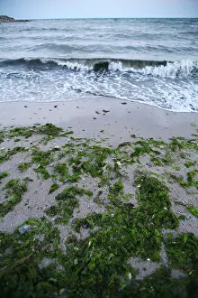 Polluted Prints: Color shot of some algae washed ashore by the sea waves