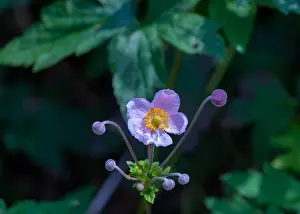 Depth Of Field Prints: Color surrealistic outdoor floral image of a blooming violet autumn anemone with buds on a sunny summer day with
