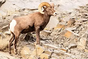 George Theodore Prints: Colorado. Big horn sheep