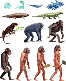 Darwin Prints: Colored and isolated darwin evolution icon set with transition from era to era vector illustration