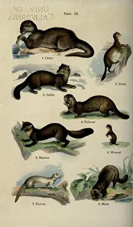Nature Study Prints: A colored plate illustration from *The Handy Natural History*