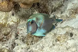 Aquatic Animal Prints: A colorful Acanthurus chirurgus