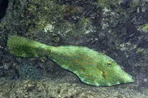 A colorful Aluterus scriptus, known as Scribbled Filefish, camouflages among the coral reef off the coast of Bonaire