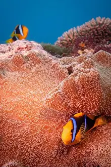 Raja Ampat Prints: Colorful anemone fish swimming above coral reef in the pacific Ocean