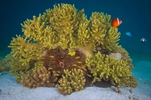Raja Ampat Prints: Colorful anemone fish swimming above coral reef in the pacific Ocean
