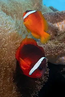Raja Ampat Prints: Colorful anemone fish swimming above coral reef in the pacific Ocean