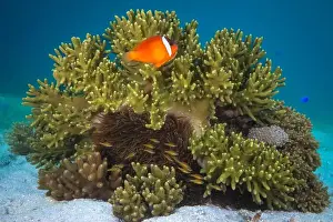 Raja Ampat Prints: Colorful anemone fish swimming above coral reef in the pacific Ocean