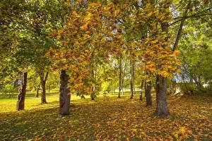 Lietuva Prints: Colorful autumn landscape panorama at Birstonas resort