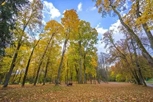 Lietuva Prints: Colorful autumn landscape panorama at Birstonas resort