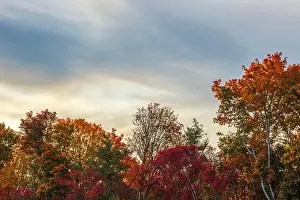 Autumn Forest Prints: Colorful autumn trees with red