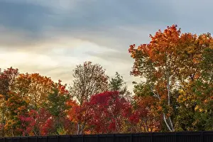 Changing Prints: Colorful autumn trees with vibrant red and orange leaves against cloudy sky. Sweden