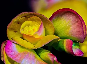 Optimism Prints: colorful begonia blossoms macro