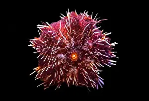 Oahu Prints: Colorful Black Long Spined Sea Urchin Wana Echinothrix Diadema Tidal Pools Reefs Waikiki Oahu Hawaii