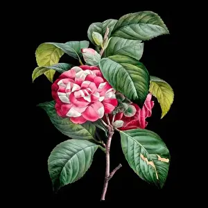 Social Media Graphics Prints: Colorful Blooming Flowers. A bouquet of flowers with lively colors on a black background