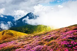 Rhododendron Prints: Colorful blooming rhododendron flowers in summer field in the Carpathian mountains