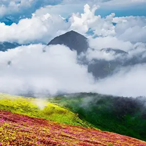 Colorful blooming rhododendron flowers in summer field in the Carpathian mountains. Splendid nature outdoor scene. World beauty concept background
