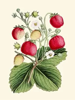 Strawberries Prints: Colorful Botanical Illustration: digital vintage-style Strawberries on a plain beige background